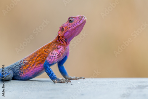lizard basking in the sun in serengeti national park