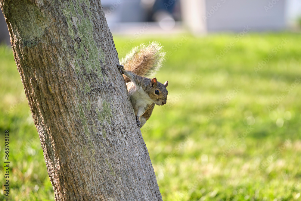 Beautiful wild gray squirrel climbing tree trunk in summer town park Beautiful wild gray squirrel climbing tree trunk in summer town park