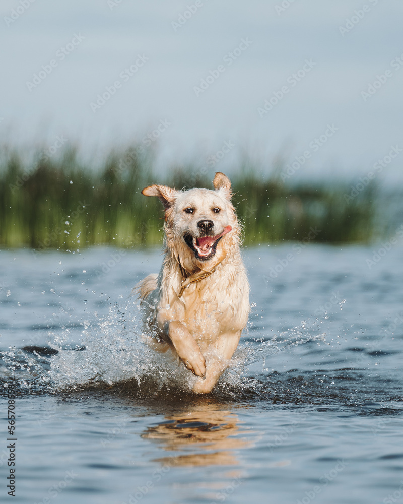 Golden retriever dog playing in the water Golden retriever dog playing in the water
