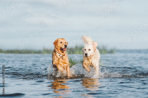 Golden retriever dog playing in the water