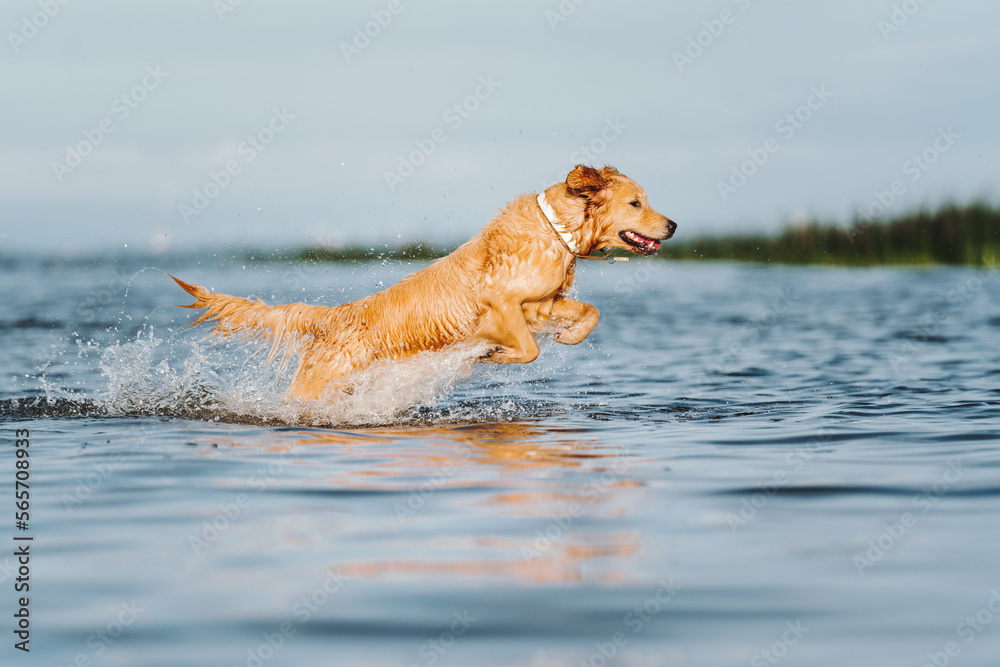Golden retriever dog playing in the water Golden retriever dog playing in the water