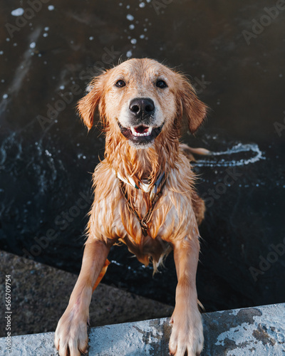 Golden retriever dog playing in the water