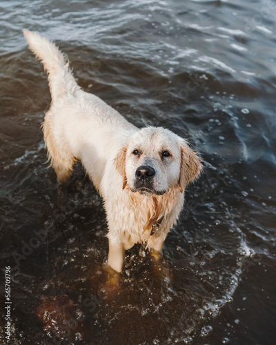 Golden retriever dog playing in the water