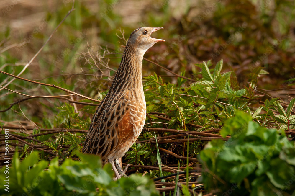 Corn crake (Crex crex) singing