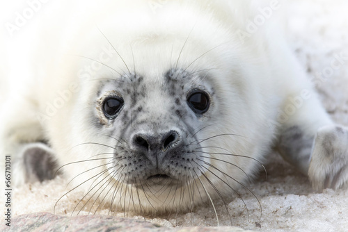 Grey seal (Halichoerus grypus) pup  photo