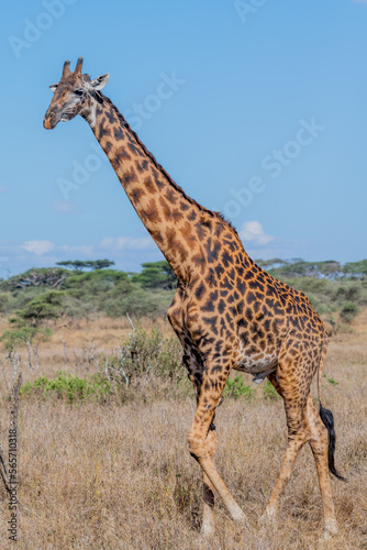 wild giraffe in Serengeti National Park in the heart of Africa