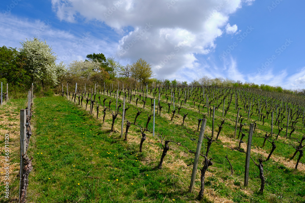 Weinberge und Landschaft beim Winzerort Randersacker am Main bei Würzburg, Landkreis Würzburg, Unterfanken, Bayern, Deutschland