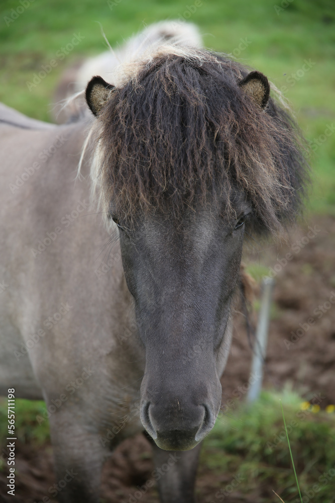 Fototapeta premium Horse