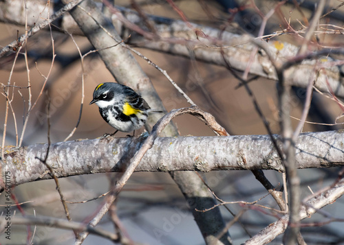 Yellow-rumped Warbler photo