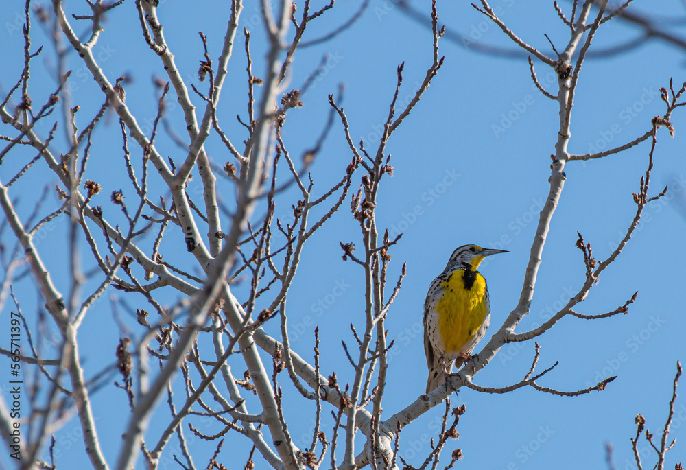 Naklejka premium The Meadowlark