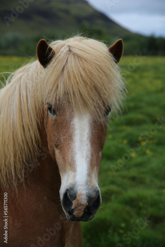 Brown Horse with blonde mane 