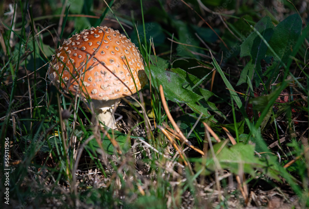 Yellow-Orange Fly Agaric Mushroom Yellow-Orange Fly Agaric Mushroom