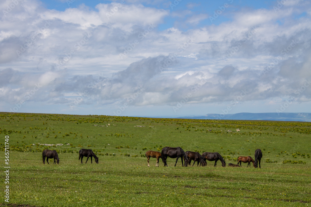 A herd of horses graze on a plateau with green grass against the backdrop of a dramatic cloudy sky in Karachay-Cherkessia on a summer day and a space for copying