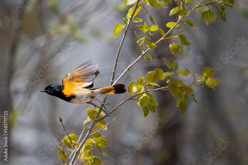 American Redstart Flight photo