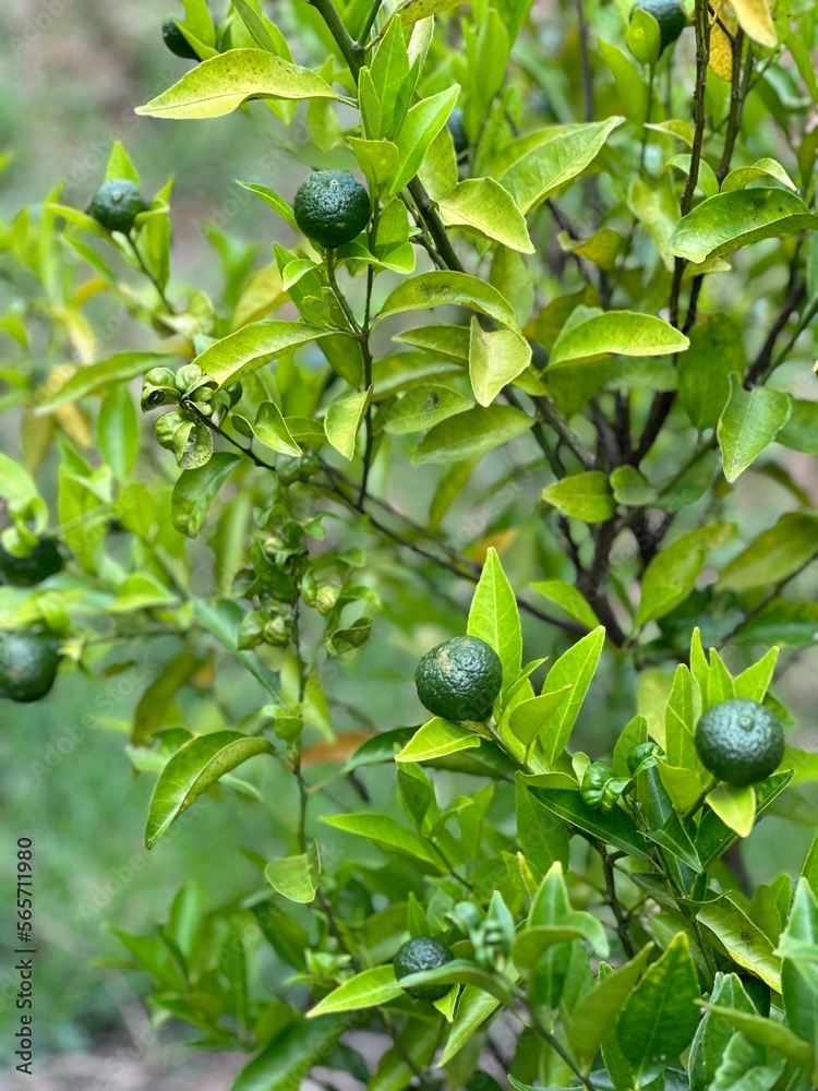 blueberries on a branch blueberries on a branch