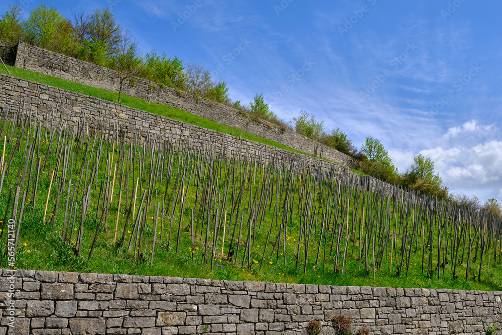 Fototapeta premium Der Wengert ein alter Weinberg in der Weinlage Pfülben beim Winzerort Randersacker am Main bei Würzburg, Landkreis Würzburg, Unterfanken, Bayern, Deutschland