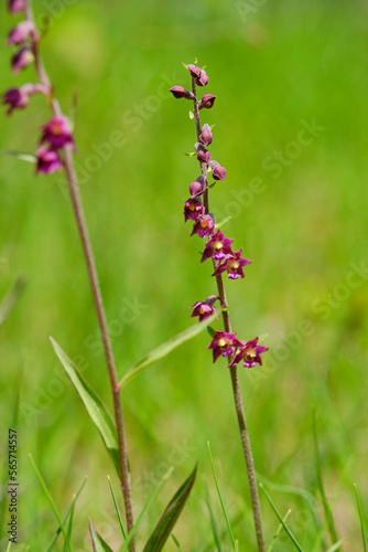 Braunrote Ständelwurz, Epipactis atrorubens photo