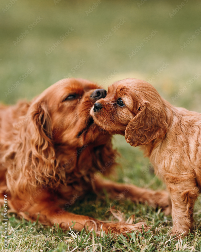 cute cavalier king charles spaniel puppies