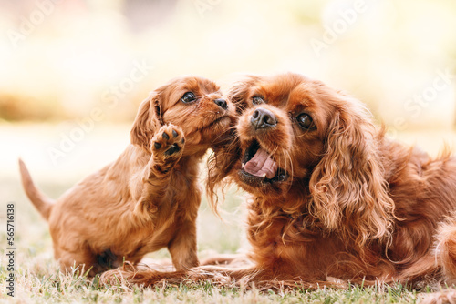 Canvas-taulu cute cavalier king charles spaniel puppies