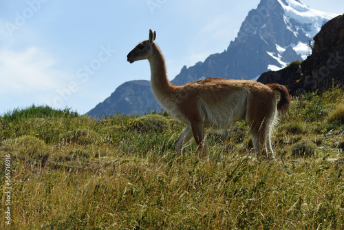 guanaco