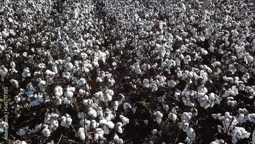 Aerial footage of mechanized harvesting on a farm in São Paulo Brazil photo