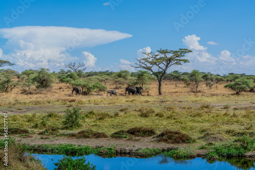 Wild elephants in Serengeti national park