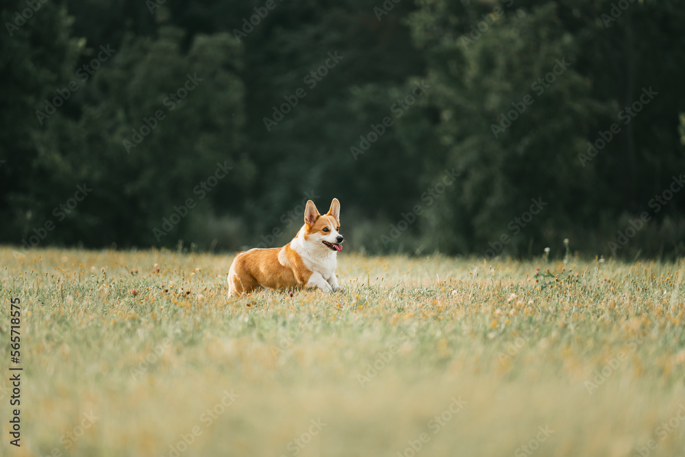 Corgi dog in the park Corgi dog in the park