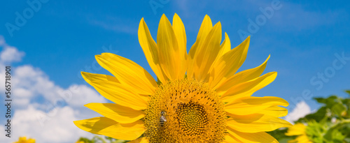 Sunflower and blue sky. Wide photo.