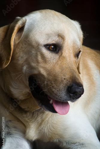 Labrador Dog © Chris