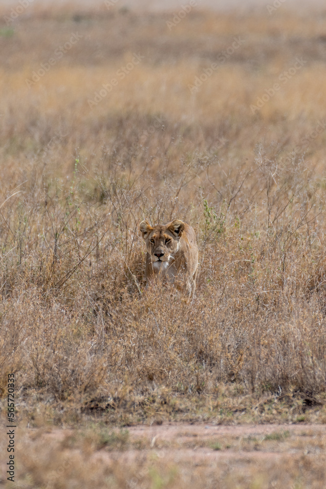 Wild young lioness in the Serengeti National Park in the heart of Africa Wild young lioness in the Serengeti National Park in the heart of Africa