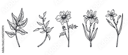 Collection of Hand drawn line art flowers and leaves illustration isolated on white background