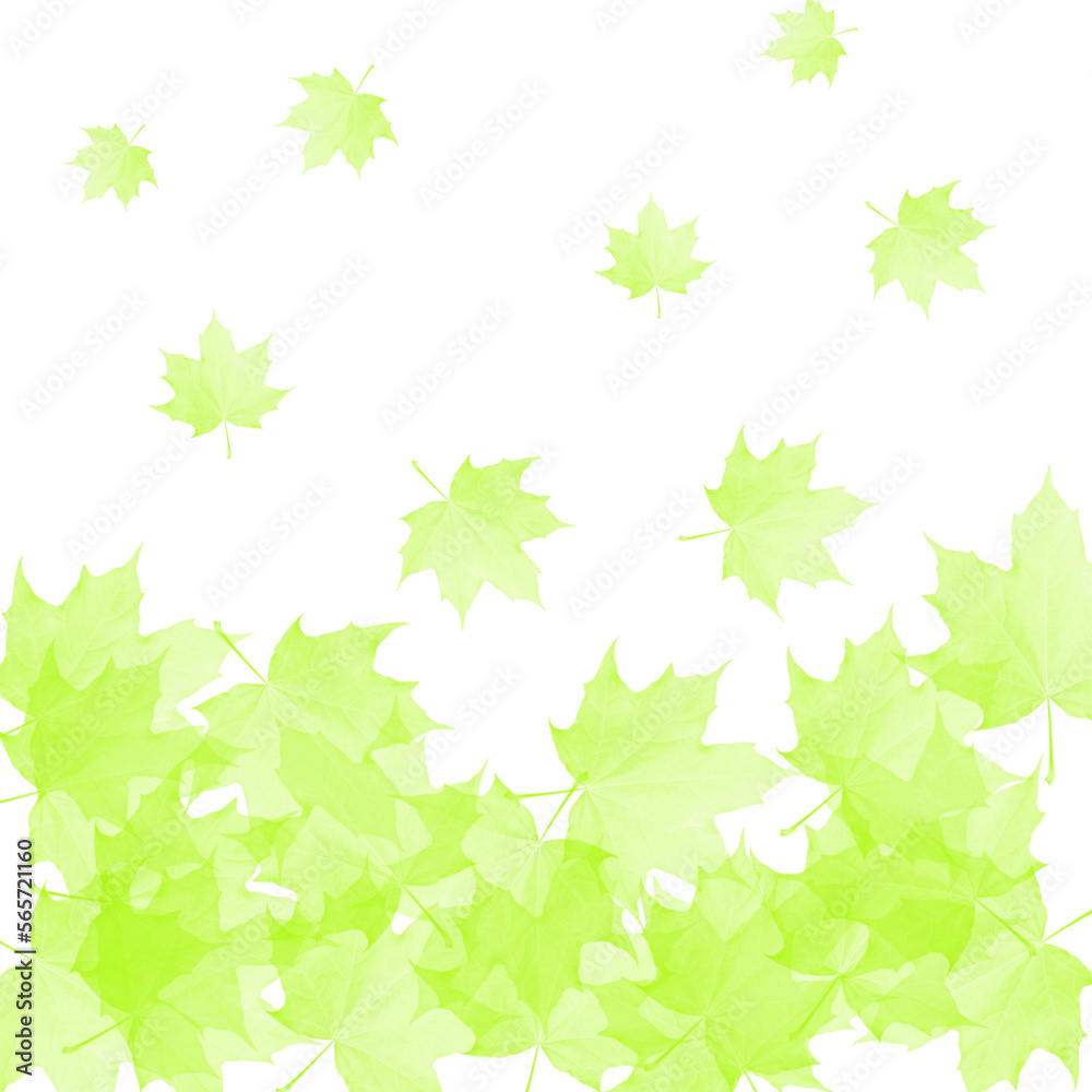 Abstract background with green maple leaves on a white background. Abstract background with green maple leaves on a white background.