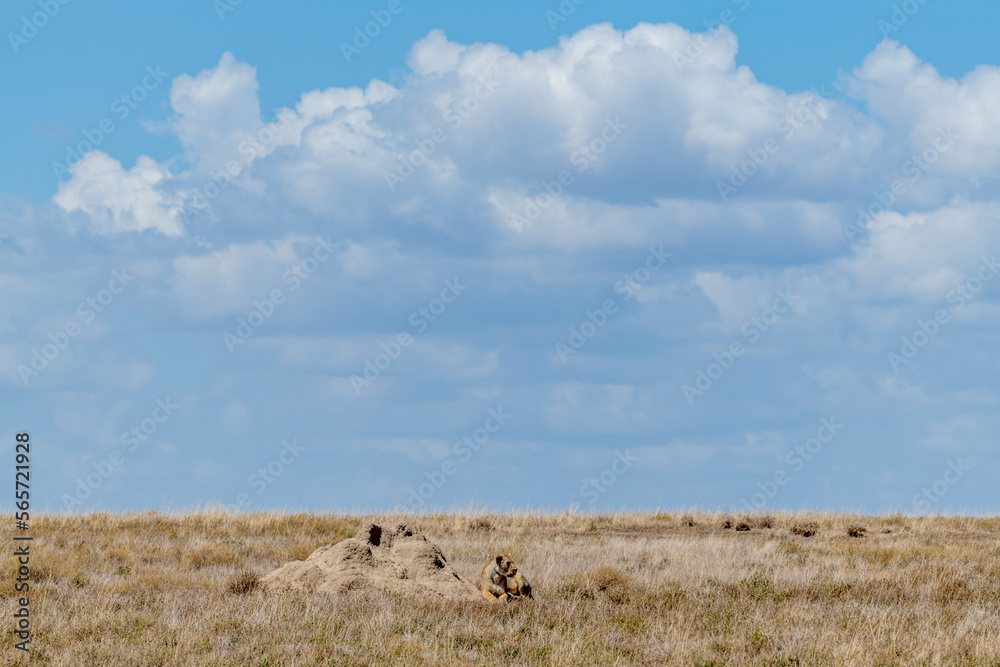 Wild lioness in the Serengeti National Park in the heart of Africa Wild lioness in the Serengeti National Park in the heart of Africa