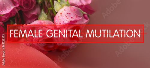international day February 6 - Zero Tolerance for Female Genital Mutilation. Pink rose with blood, concept. banner.  photo