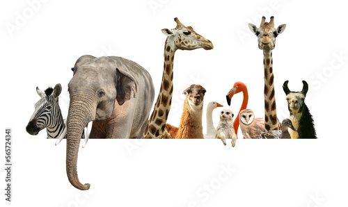 Canvas Print Group of different wild animals standing behind banner on white background, coll