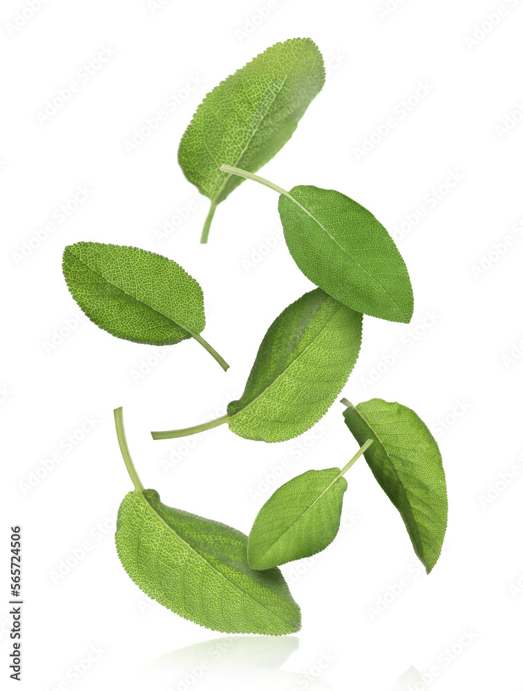 Fototapeta premium Fresh sage leaves falling on white background