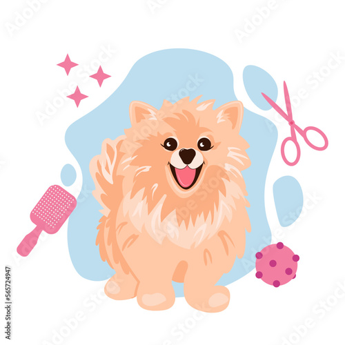 A cute cream spitz dog sitting and smiling. Grooming salon concept