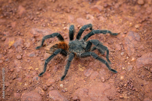 Giant tarantula spider isolated on dirt floor