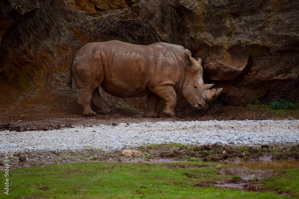 Fototapeta premium Rhino in the field