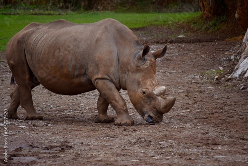 Rhino in the field