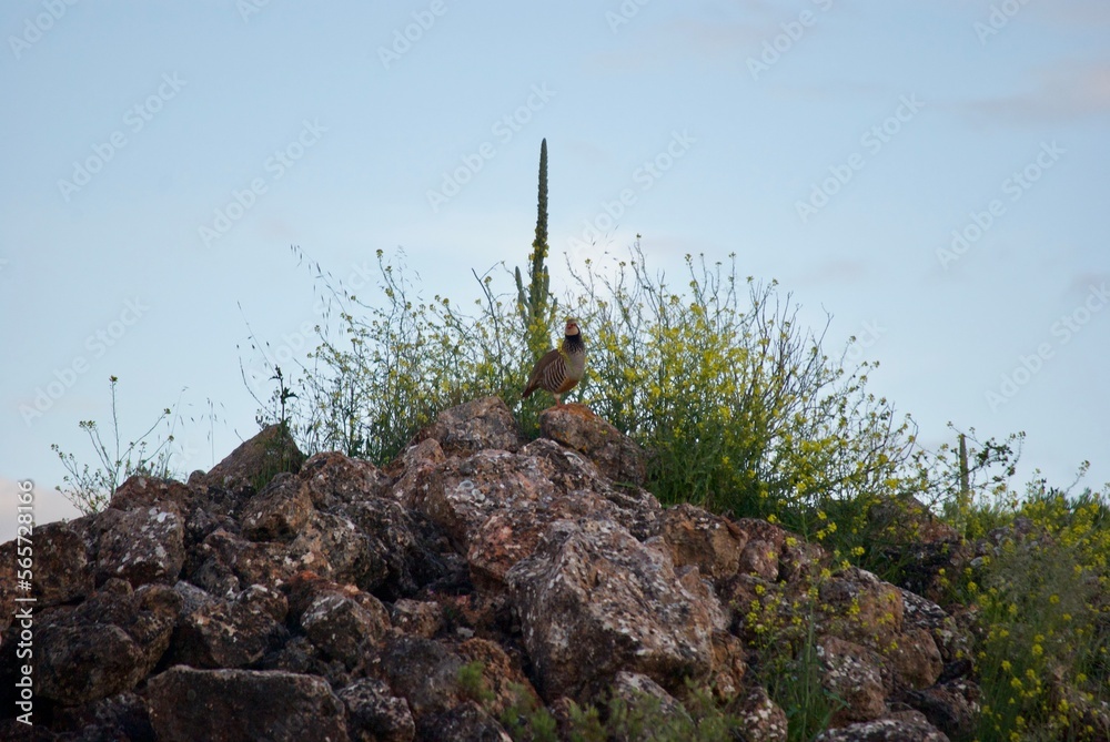 Fototapeta premium Partridges in Spain