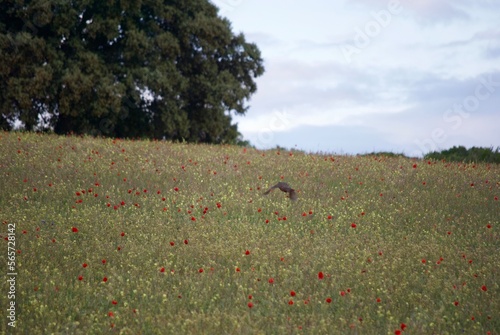 Partridges in Spain