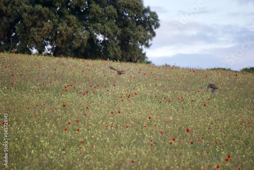 Partridges in Spain