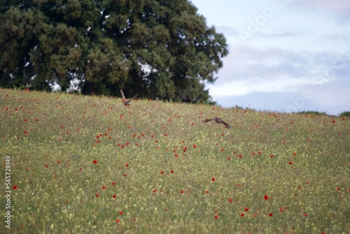 Partridges in Spain