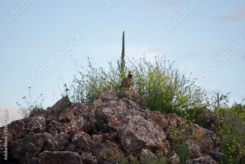 Partridges in Spain