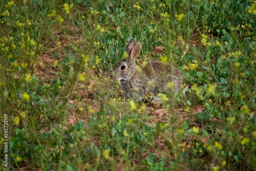 Rabbit in the field