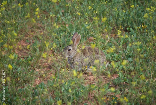 Rabbit in the field