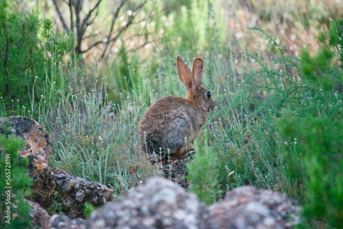 Rabbit in the field