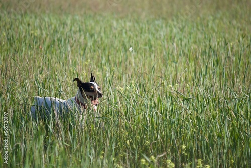 dog in the field