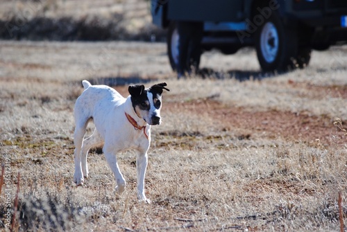 Dog in the field
